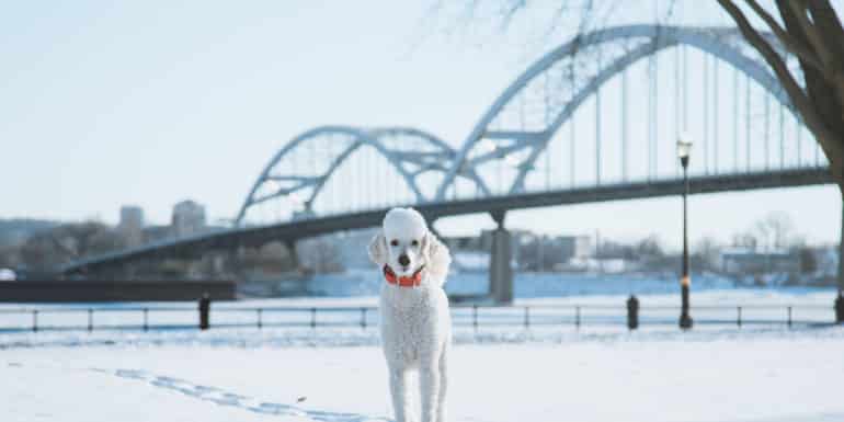 Cute Poodle pet photography Mississippi river
