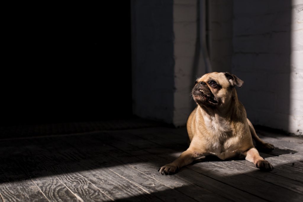 Cute pug picture in Davenport, IA